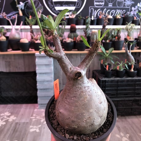 packypodium  gracilius《L size》※現地球発根済株※店主国内管理5年株※極めてぼってり大きな株元に一頭枝で短枝の可愛い過ぎる一株‼︎🌼開花中※mad black pot植え