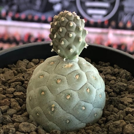 tephrocactus geometricus 《M size》※現地球株カキ仔発根済※①丸々とかわいく綺麗な玉型維持のカキ仔※black bowl pot植え