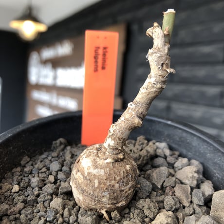 monadenium capitatum《M size 》希少種※現地球株発根済※球体感強く可愛い肌カラーな一株※mad black pot植え