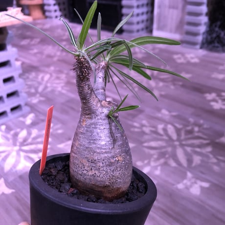 packypodium  gracilius（S size）限定1株　※現地球発根済み株‼︎  ※可愛過ぎる卵型forme‼︎ 脇枝も展開中※mad black pot植え