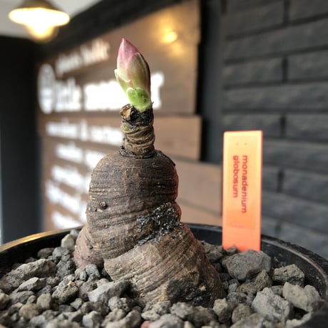 monadenium globosum《大きめM size 》※現地球発根済株※激希少種‼︎真っ黒のツル肌に赤い葉が大変美しく、白花とのcontrastが最高な一株‼︎※mad black pot植え