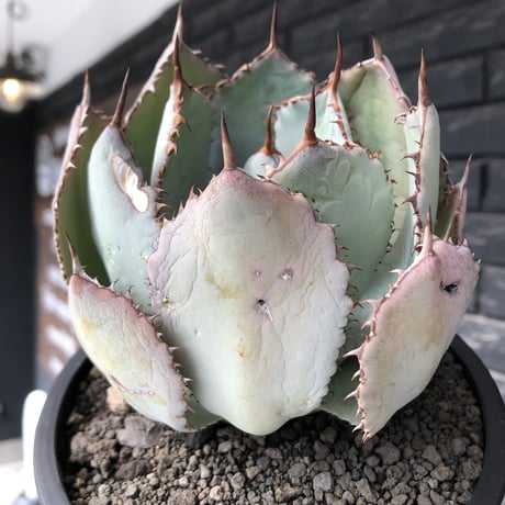 agave guadalajalana《大きめM size》※現地球発根後店主国内管理3年株※極締まり良き美しすぎるボール樹形の選抜株※mad black bowl pot植え