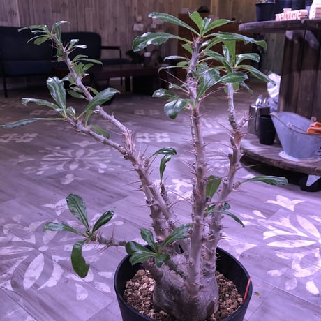 packypodium  saundersii《L L  size》発根済み株‼︎