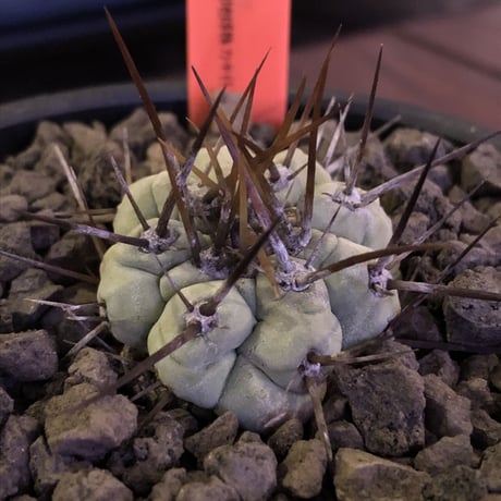 copiapoa   cinerea  長刺白棘黒王丸《小さめM size》激希少‼︎※現地球株カキ仔自根株※現地球のDNAを引き継いだ白肌※mad black bowl pot植え