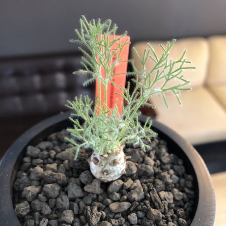 sarcocaulon peniculinum《S size》激希少種※現地球発根後店主国内管理5年株※小振りでも堪らない純白の美しい一株‼︎※mad black pot植え