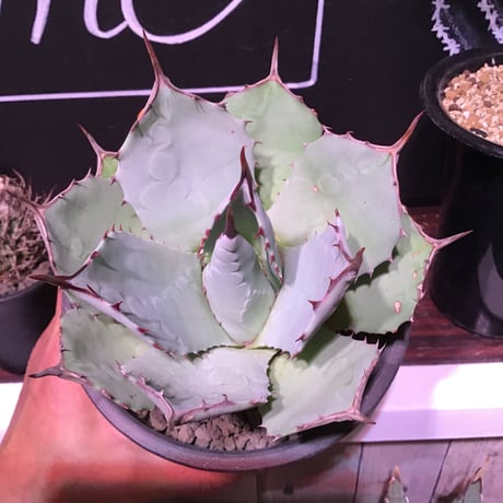 agave  parryi  var,huachucensis（M size）※女性にも人気agave‼︎※mad black pot植え