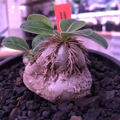 packypodium    roslatum var. eburneum（S size）現地球   発根済み株　※mad black bowl pot植え