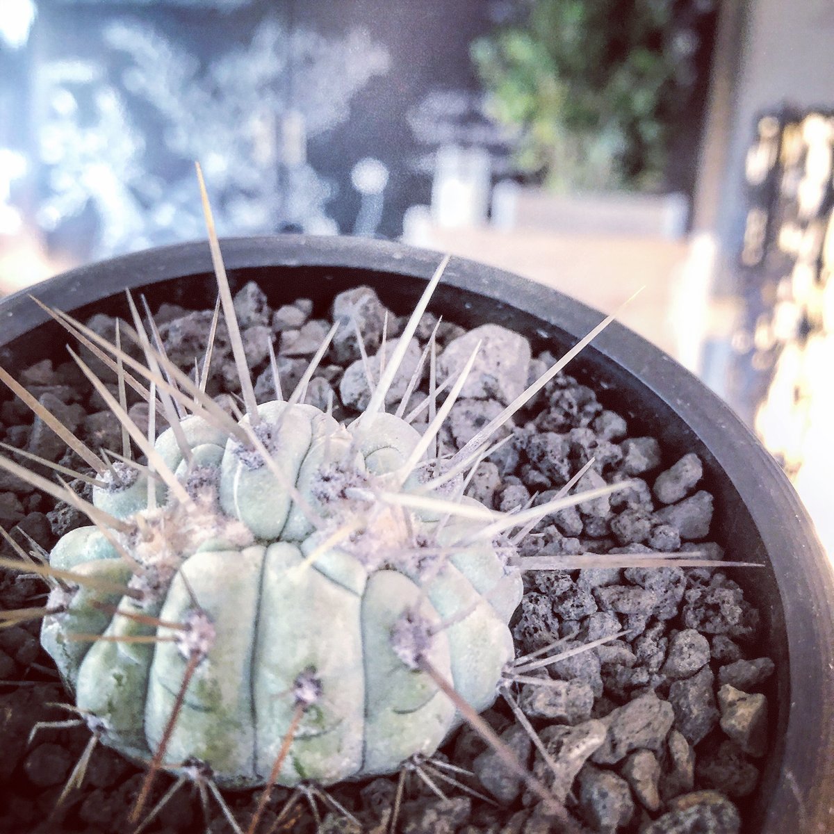 黑王丸Copiapoa cinerea強棘 copiapoa cinerea 黒王丸《M size》激希少‼︎※現地球発根済株
