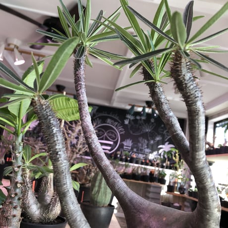 packypodium  gracilius《L  size》※現地球発根済み株‼︎  ※店主管理9年株‼︎※まだまだ成長中‼︎※mad black bowl pot植え