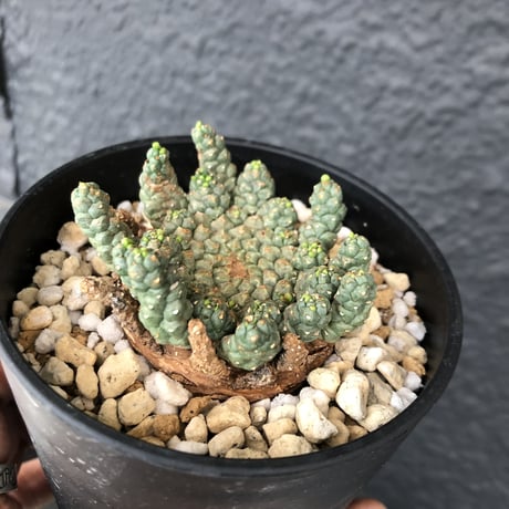 euphorbia     gorgonis《M size》