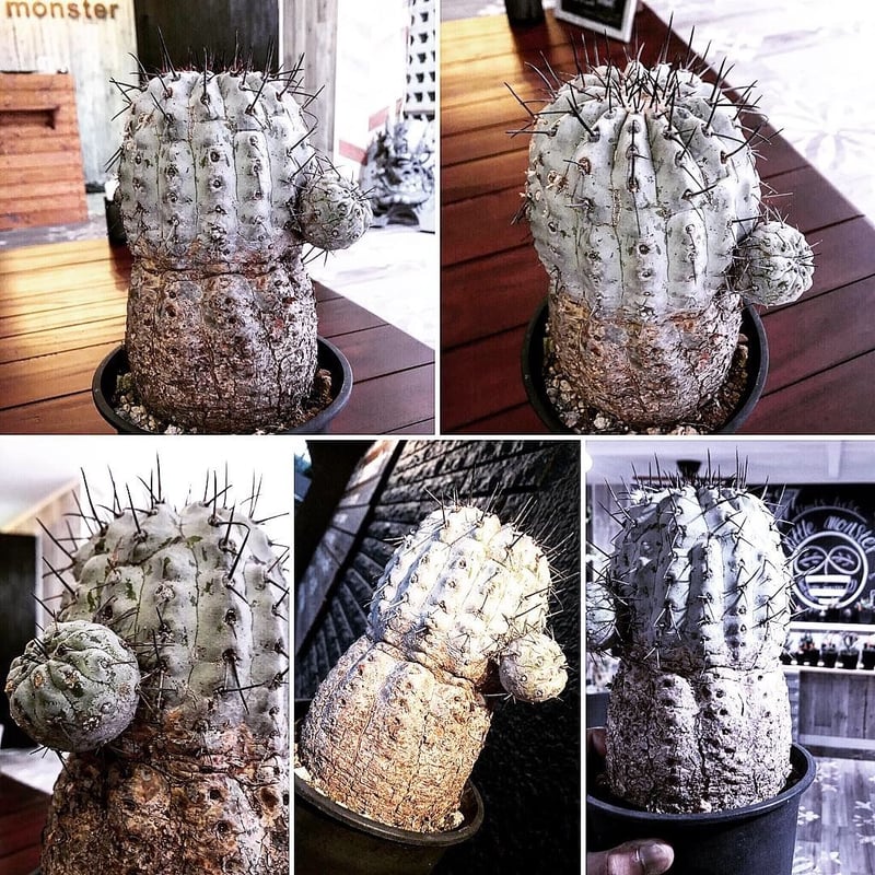copiapoa cinerea 黒王丸 《L size》 | plants holic copiapoa cinerea 黒王丸 《L size》 | plants holic
