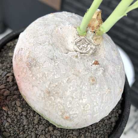 ヤトロファベルランディエリ | STORES