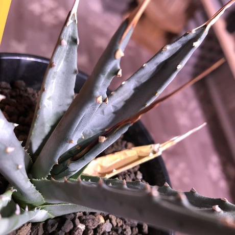 agave   utaensis   eborispina  《S  size》