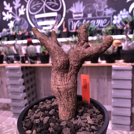 euphorbia  itremensis 《M size》個体差の激しい樹形とmad質な葉&表皮colorが魅力な人気者※mad black pot植え