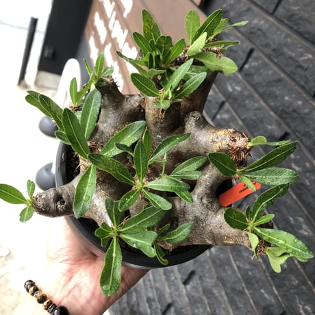 pachypodium brevicalyx《大きめL size》※現地球発根後店主国内管理6年株※丈があり大変ゴツゴツ感強き男前な出立ちが堪らない※mad black bowl pot植え