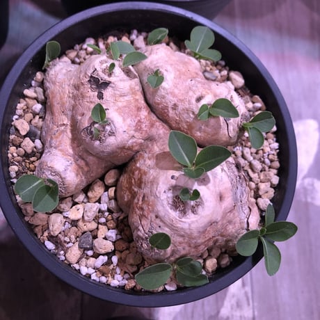 packypodium  brevicaule  恵比寿笑い《M  size》丁度良いsize感