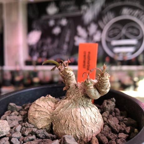 euphorbia cremersii《 L size》W-he'd株※可愛すぎるぽっこり塊根&葉の表裏がcolor違いのcontrast‼︎mad質で渋カッコ良い一株※mad black pot植え