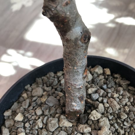 commiphora   monstrosa《 大きめM  size》※現地球発根済株※店主国内管理4年株※小振り丈の良きサイズ感な人気灌木※tall pot植え