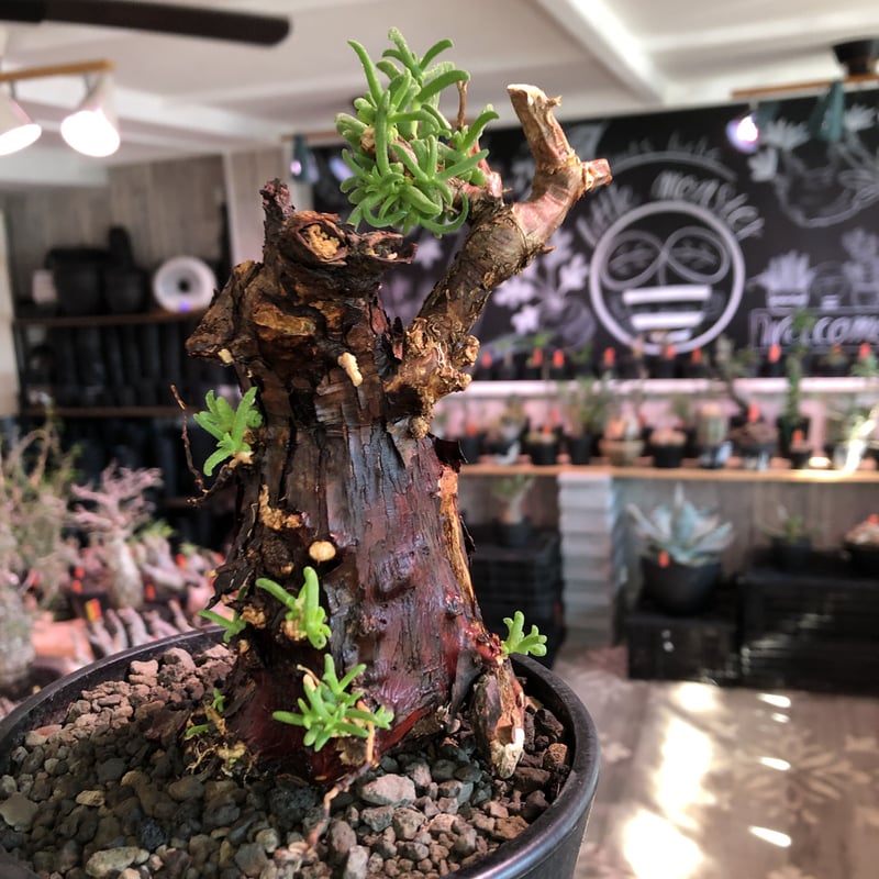 mestoklema tuberosum《M size》※現地球発根済株※幹は太めweigh