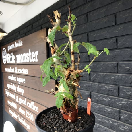 commiphora  africana《L size》※現地球株発根済※美しくbalance良き佇まい※tall pot植え
