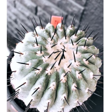 copiapoa cinerea 黒王丸《大きめL size》激希少※現地球発根後店主国内管理15年株※選抜特選株※mad black bowl pot植え