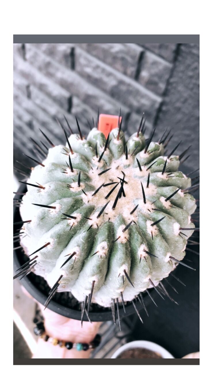 copiapoa cinerea 黒王丸《大きめL size》激希少※現地球発根後 copiapoa cinerea 黒王丸《大きめL size》激希少※現地球発根後