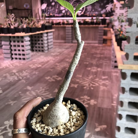 packypodium    windsorii《S  size》