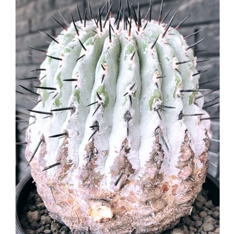 copiapoa cinerea 黒王丸《大きめL size》激希少※現地球発根後店主国内管理15年株※選抜特選株※mad black bowl pot植え