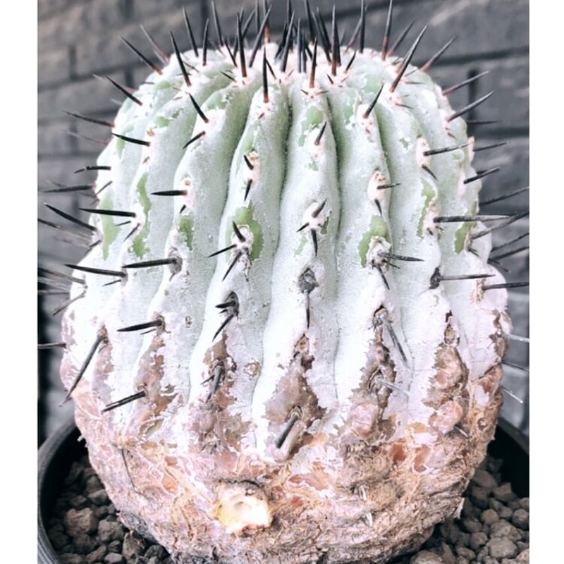 copiapoa cinerea 黒王丸《大きめL size》激希少※現地球発根後 copiapoa cinerea 黒王丸《大きめL size》激希少※現地球発根後