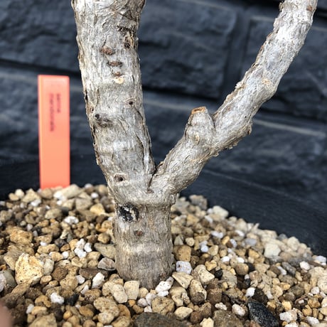 senna  meridionalis《L size》おススメ株‼︎