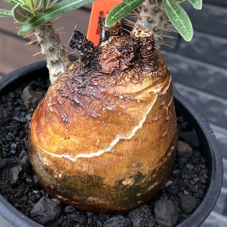 pachypodium gracilius《大きめM size》※現地球株発根済※成長点潰れ&ワイルド現地焼け肌‼︎子孫繁栄意識高く胴吹き枝の装いが堪らない良樹形※mad black pot植え