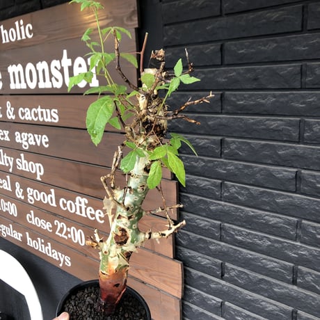 commiphora  africana《大きめL L size》※現地球発根後店主国内管理3年株※美しい佇まい且つ成熟したwild表皮が堪らない※鉄鉢植え