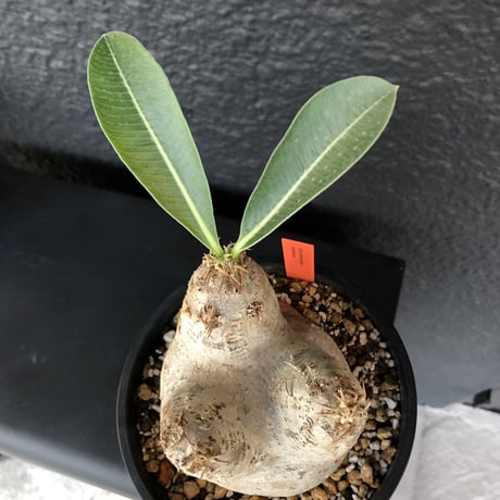 packypodium    roslatum var. eburneum（M size）※発根済み