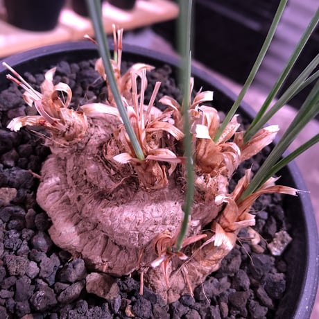 calibanus hookeri（大きめM size）※現地球発根済株※店主国内管理5年株※大変育てやすく地植えも可能な強靭フーケリー‼︎※mad black pot植え