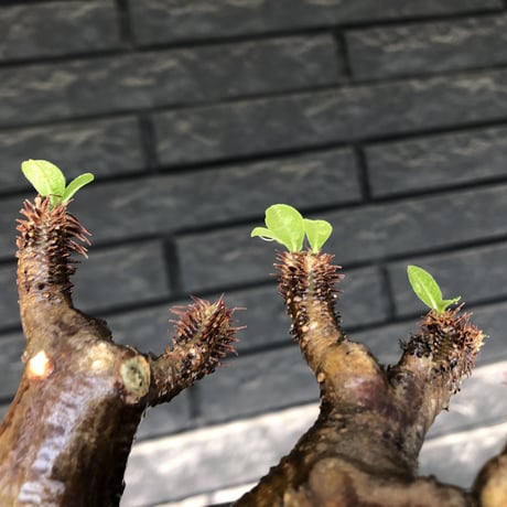 pachypodium  cactipes《M size》極赤肌株※現地球発根済株※店主国内管理4年株※極赤味が強く自己主張強きカクチペス‼︎存在感抜群な選抜株※mad black pot植え