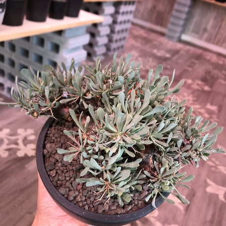 othonna   euphorbioides《L size》black肌※三分頭な最高balance株‼︎ウェイトが下にある堪らない樹形※mad black marble bowl pot植え