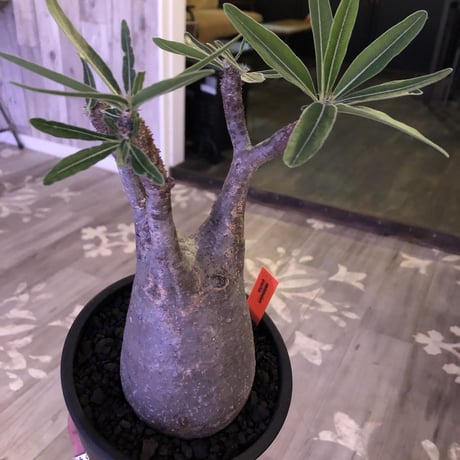 packypodium  gracilius《大きめ M size》※現地球株  発根済み株‼︎  （限定1株）ぼってり感と丁度良いサイズ感‼︎ ※mad black pot植え