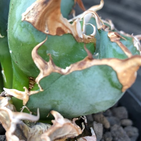 agave titanota  白鯨陽炎type《M size》※現地球株発根済※ウネウネ強き鋸歯に幅広肉厚タイプ※black pot植え