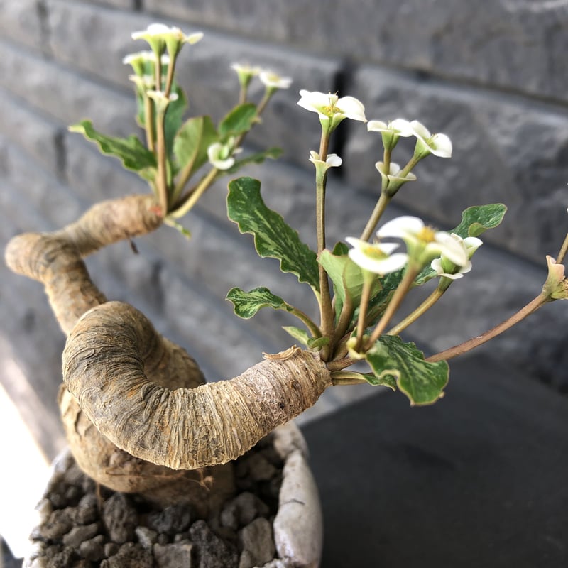 euphorbia fishbone《 M size》※現地球発根済株※発根後店主国内