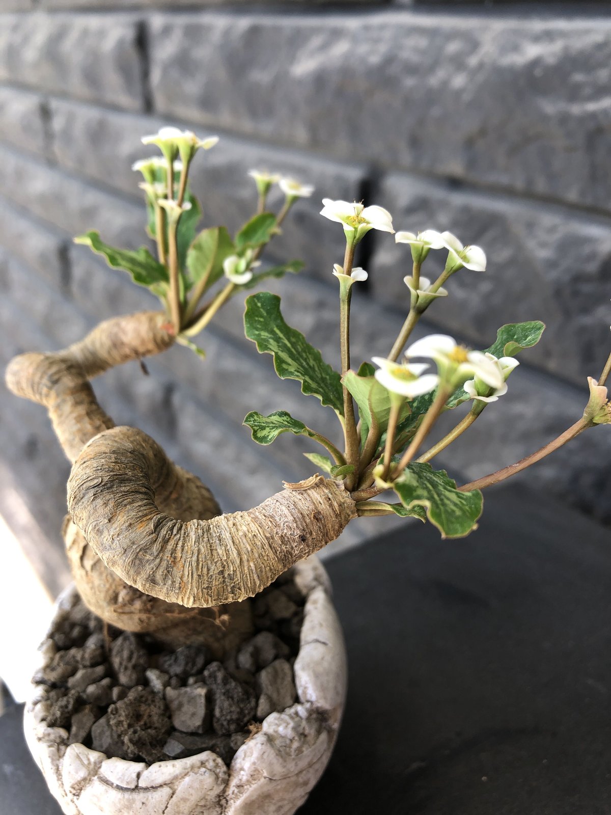 【ユーフォルビア・イポメア　ボルジアーナ】　現地球発根活着済み。 euphorbia tulearensis《 LL size》※現地球発根後店主国内管理5
