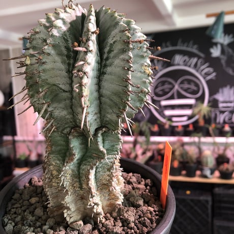 euphorbia    horrida《極太M size》※現地球発根済株※大変木質化も進み強刺で刺々しさ半端なきホリダ※mad black pot植え