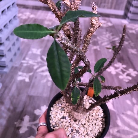 euphorbia    hofstaetteri《L size》希少‼︎