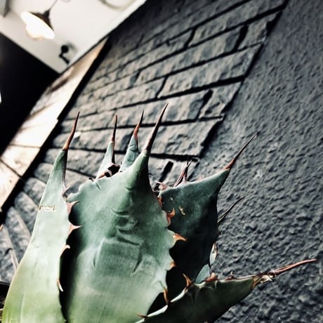 agave     parrasana   globe《M size》