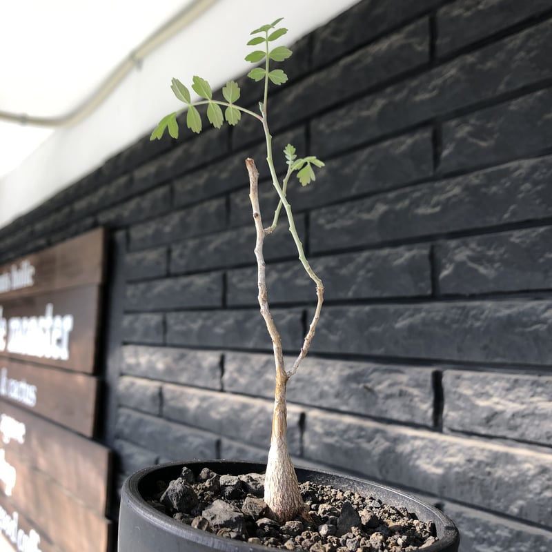 pachycormus discolor 象の木 littmon seed🌱 《5年株》※成