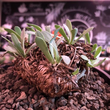 othonna  retrorsa《L size》※現地球発根済株※柔らかな🌱葉にぼってり偏平塊根樹形がwild且つかわいいbigレトロルサ※mad black bowl pot植え