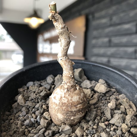 monadenium capitatum《M size 》希少種※現地球株発根済※球体感強く可愛い肌カラーな一株※mad black pot植え