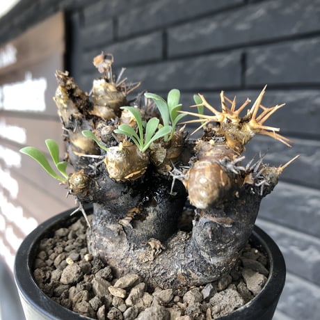 othonna  euphorbioides《大きめM size》※現地球発根後店主国内管理5年株※weight低く極めて短枝&枝数も多くボコボコ立体両A面樹形※mad black pot植え