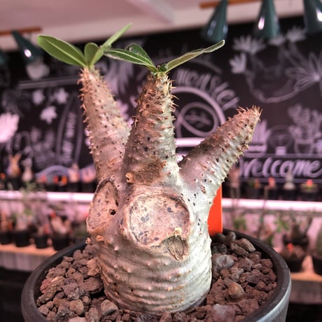 packypodium  cactipes《 M size》※現地球発根済株※とても丈は短く枝太で、枝折れ傷跡&横筋ボコボコ強にがwildカクチ‼︎※mad black pot植え