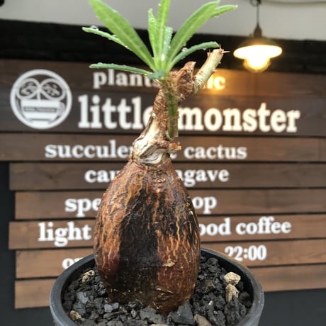 pachypodium succulentum 《M size》※現地球株発根済※サキュレンタムらしからぬ濃いめの肌に整った丸み強き良樹形が堪らない‼︎※mad black pot植え
