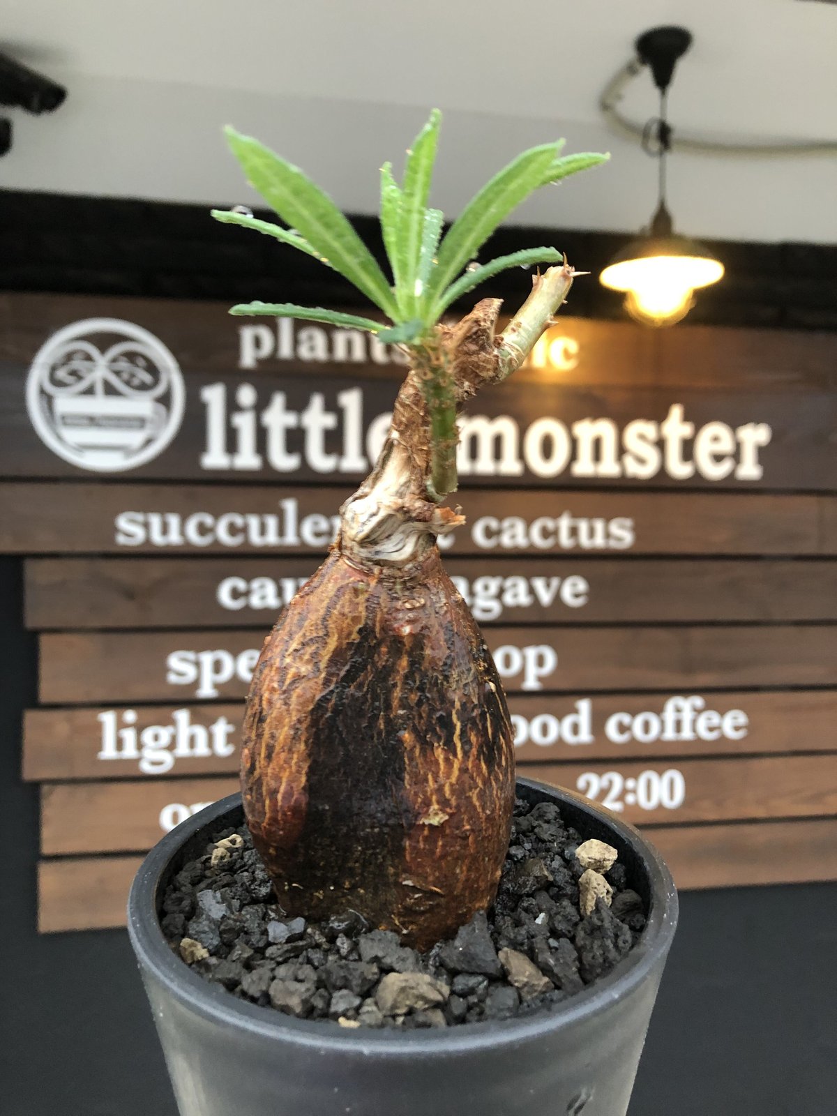 pachypodium succulentum 《M size》※現地球株発根済 